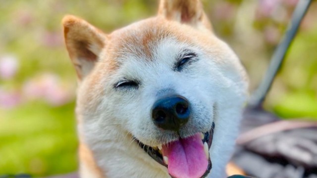 Tạm biệt Kabosu - chú chó nổi tiếng MXH, gắn liền với meme &#34;Doge&#34; đã qua đời sáng nay - 1