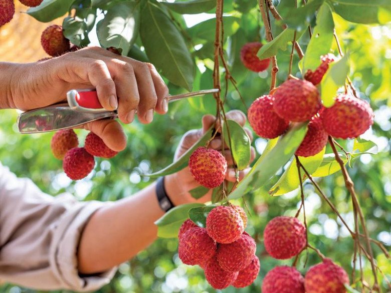 5 đặc sản Bắc Giang mua về làm quà thì xuất sắc, ai nhận được cũng khen khéo chọn - 2