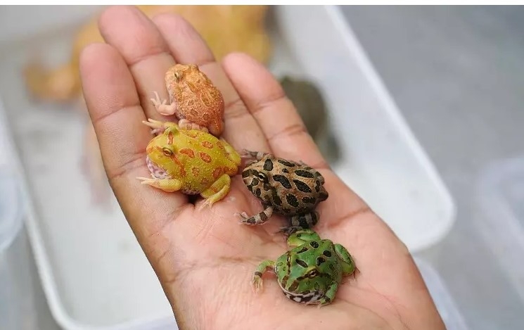 Điểm danh loạt thú cưng mini thích hợp nuôi trong phòng nhỏ, nhìn thôi cũng đủ mê mẩn! - 7