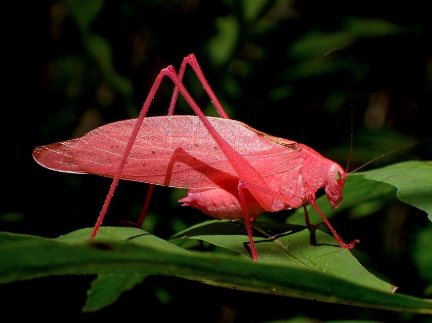 8 động vật màu hồng &#34;siêu cấp đáng yêu&#34;, có con hơn 200kg nhưng có con chỉ nặng vài gam! - 6