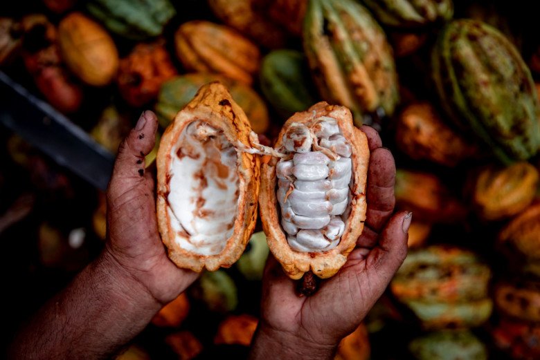 Vì sao một miếng socola có giá hơn 17 triệu: Được làm từ loại cacao 5.300 năm gần tuyệt chủng - 2