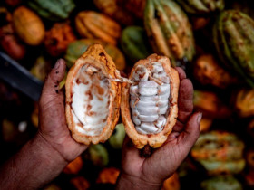 Vì sao một miếng socola có giá hơn 17 triệu: Được làm từ loại cacao 5.300 năm gần tuyệt chủng