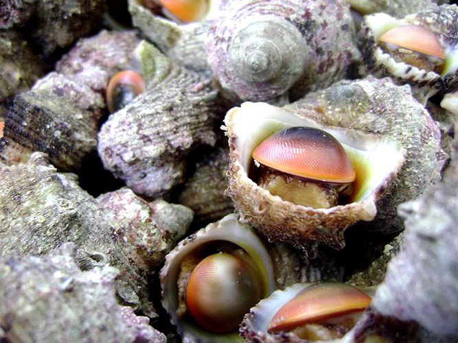 Dân địa phương mách bạn 6 quán ăn xuất sắc ở Lý Sơn, đảm bảo cả 3 tiêu chí "tươi - ngon - rẻ" - 4