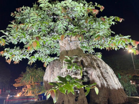 Cây hoa mọc dại bờ rào lên chậu thành bonsai đẹp lạ, có chậu "siêu khủng" chủ nhân định giá hơn 2 tỷ đồng