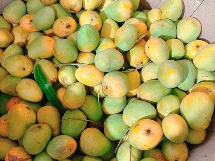 Loại quả xưa chín rụng đầy không ai ngó ngàng, nay thành đặc sản dân thành phố thích mê vào mùa hè, tốt cho bà bầu