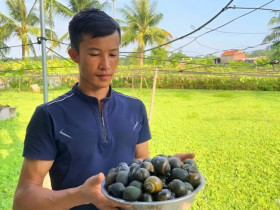 Bỏ việc kỹ sư về quê nuôi con vật “hiền như cục đất”, đẻ sòn sòn bán không kịp, anh nông dân bỏ túi trăm triệu đồng