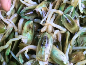 Đặc sản Hải Phòng chui lên từ bùn đất, xưa không ai ngó ngàng nay dân thành phố ưa chuộng vì hương vị lạ, 150.000 đồng/kg