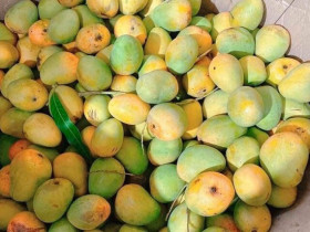 Loại quả xưa chín rụng đầy không ai ngó ngàng, nay thành đặc sản dân thành phố thích mê vào mùa hè, tốt cho bà bầu