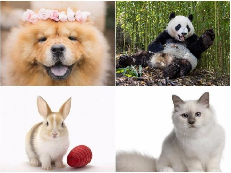 Trắc nghiệm tình yêu: Con vật bạn chọn sẽ tiết lộ “nửa kia” yêu bạn như thế nào?