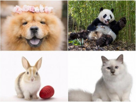 Trắc nghiệm: Con vật bạn chọn sẽ tiết lộ “nửa kia” yêu thương bạn như thế nào?