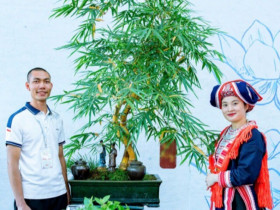 9X Bắc Giang biến cây dại mọc bờ bụi ở làng quê thành kiệt tác bonsai, có cây khách trả 500 triệu vẫn chưa đồng ý bán