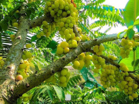 Loại quả mọc bờ rào xưa không ai ngó ngàng, nay thành đặc sản dân thành phố "săn lùng" vì hương vị đặc biệt, 100.000 đồng/kg