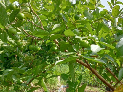 Loại quả xưa rụng đầy không ai ăn, nay thành đặc sản có hương vị đặc biệt giá 40.000 đồng/kg, tốt cho bà bầu