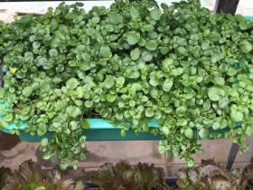 Cây rau nước Mỹ chấm "10 điểm", xưa mọc đầy bờ mương nay thành đặc sản bán đầy chợ với giá rẻ, tốt cho bà bầu