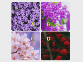 Trắc nghiệm: Bạn giống loài hoa nào? Câu trả lời tiết lộ bạn sẽ là kiểu vợ ra sao