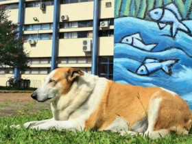 Chú chó bất ngờ trở thành "ngôi sao" ở Brazil, là Phó hiệu trưởng danh dự, sở hữu tài khoản Instagram hơn 21k người theo dõi