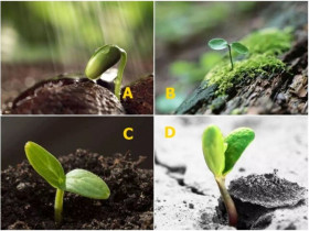 Trắc nghiệm: Cuộc hôn nhân của bạn sẽ kéo dài được bao lâu? Chọn một cây non là biết ngay