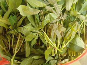 Cứ tưởng trồng chỉ để lấy củ ai ngờ lá của cây này cực ngon, chỉ nấu với lạc thôi đã được món rẻ mà hấp dẫn