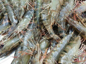 Tôm bán đầy chợ nhưng có 4 con này rẻ mấy cũng đừng mua, đọc xong nhớ nhắc mọi người ngay nhé!