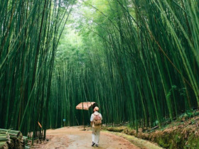 Cách Hà Nội 300km có khu rừng kỳ bí, hút khách du lịch thập phương vì vẻ đẹp tựa tranh vẽ, nơi nào check-in cũng đẹp!