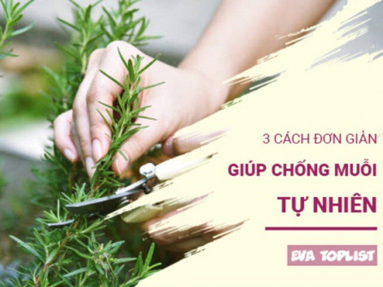 Bảo vệ cả gia đình khỏi muỗi với 3 cách tự nhiên, an toàn tuyệt đối