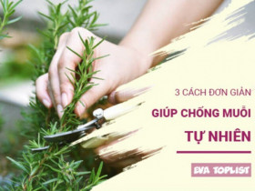 Bảo vệ cả gia đình khỏi muỗi với 3 cách tự nhiên, an toàn tuyệt đối