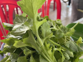 Loại rau rừng mọc đầy không ai hái, nay là đặc sản vì vị ngọt giòn, được giới sành ăn săn lùng