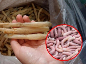 Đặc sản Quảng Ninh được ví như “mì chính nhà giàu”, nhìn ghê rợn mà ăn siêu cuốn, 6 triệu đồng/kg vẫn hút khách