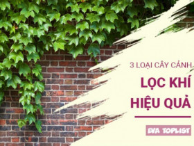 Đừng bỏ lỡ: 3 loại cây cảnh vừa trang trí vừa bảo vệ sức khỏe cho cả gia đình
