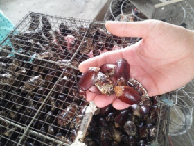Con vật khiến nhiều người "sợ chết khiếp" là đặc sản gây nghiện của An Giang, xưa chỉ người nghèo ăn nay ai cũng lùng mua