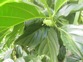 Thứ lá xưa rụng đầy vườn tưởng vứt đi vì có vị đắng nghét, không ngờ nấu lên thành món bổ dưỡng ai cũng mê