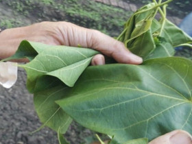 Thứ lá tưởng độc chết người lại có thể ăn được, chỉ để dùng đãi khách quý hoặc dịp lễ Tết mới được ăn