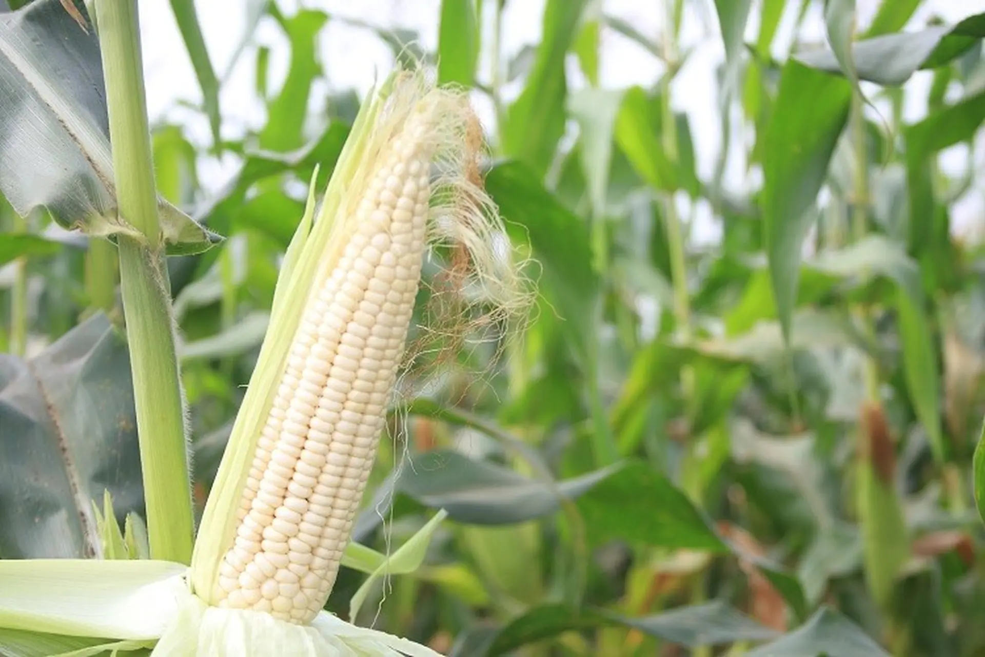 Bữa ăn trưa chưa tới 50 ngàn giúp cô gái có vẻ đẹp ngàn năm có một duy trì sắc vóc lay động lòng người - 7