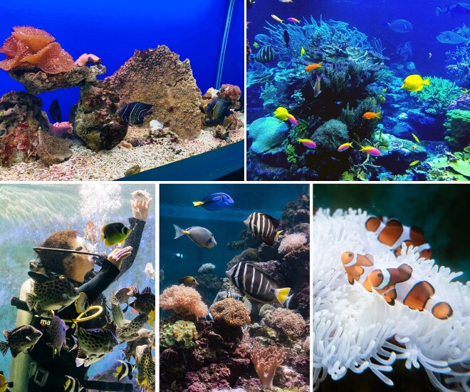 Bảo tàng Hải Dương Học Nha Trang - Đại dương thu nhỏ tuyệt đẹp giữa lòng thành phố - 4