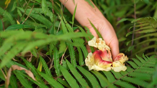 Loại hoa xưa rụng đầy gốc không ai biết nay thành đặc sản gây &#34;nghiện&#34; được dân phố săn lùng - 5