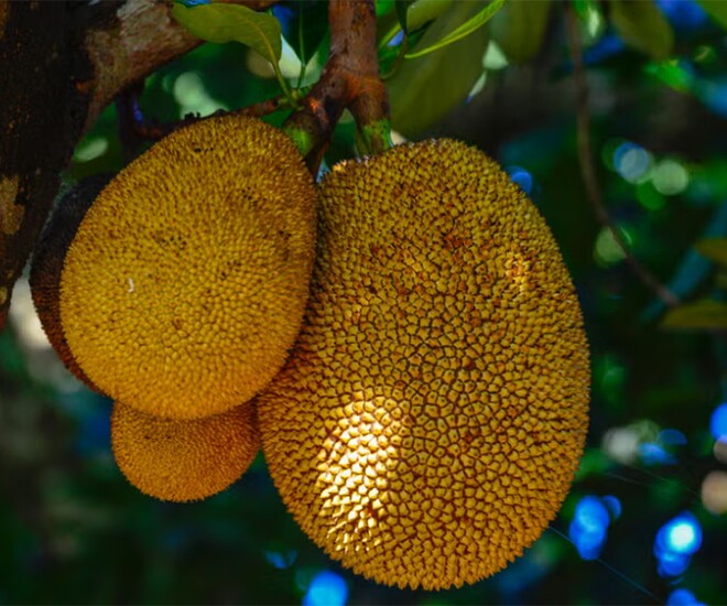 Việt Nam đang sở hữu một loại quả vườn quê được mệnh danh “quả thần”, giúp làm đẹp da, chống nhăn ai cũng mê - 1