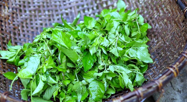 Cây dại mọc bờ mọc bụi xưa không ai ăn giờ lại như đặc sản, đem xào hay nấu canh đều cực ngon - 3