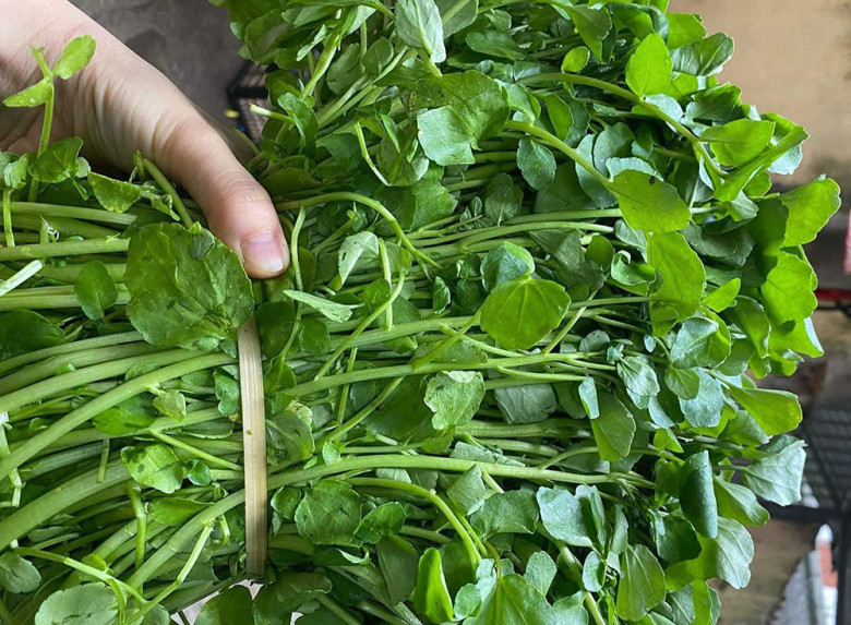 Cây này ở Việt Nam không chăm cũng lớn, được Mỹ đánh giá là rau tốt nhất thế giới, đem xào tỏi hay nhúng lẩu ngon mê - 1