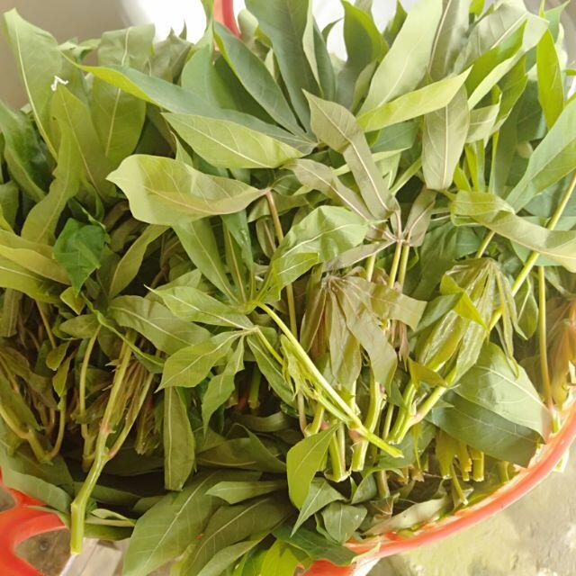 Cứ tưởng trồng chỉ để lấy củ ai ngờ lá của cây này cực ngon, chỉ nấu với lạc thôi đã được món rẻ mà hấp dẫn - 1