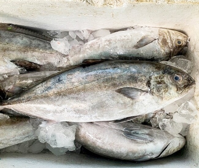 Đặc sản nghe tên &#34;ngượng đỏ mặt&#34; nhưng tranh nhau mua, giá 150.000 đồng/kg, nấu cháo cực ngon - 1
