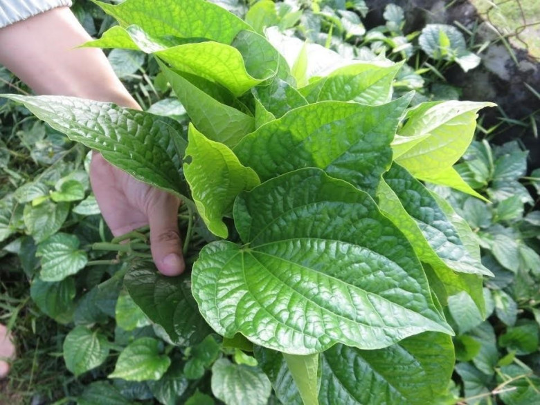 Lá lốt đang cực &#34;hot&#34;, mẹ nhanh tay làm ngay 5 món lá lốt hấp dẫn, độc đáo này - 1