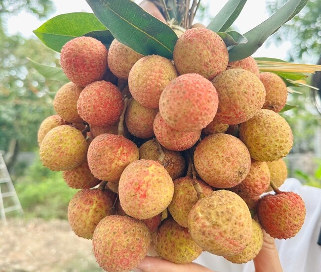 Vải mua về vài hôm là thâm vỏ, học mẹ đảm làm theo cách này để vài tháng vẫn tươi ngon, thích ăn là có - 1