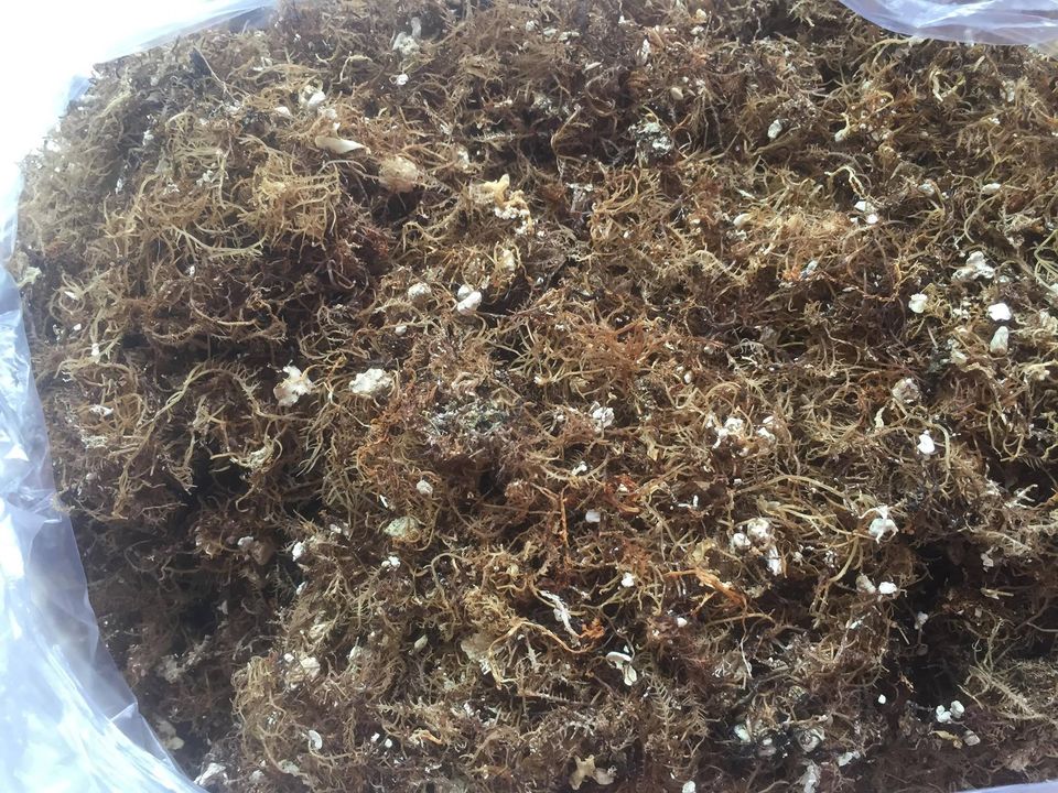 Món ăn đặc sản Quảng Ngãi giải khát mùa hè, nhìn tưởng thạch rau câu nhưng đậm vị biển cả, giá rẻ giật mình - 3