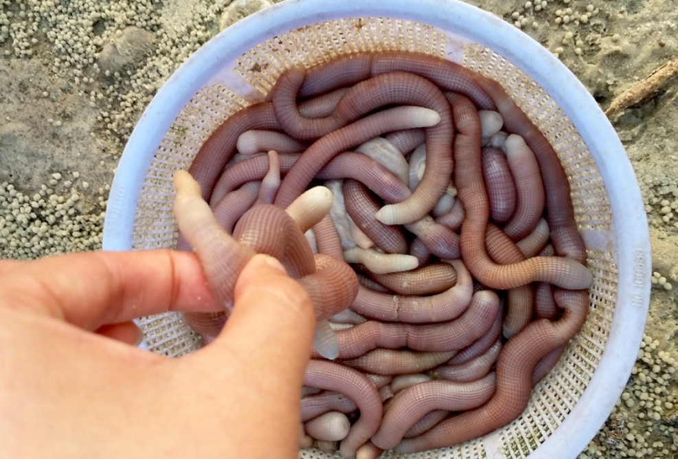 Đặc sản Quảng Ninh được ví như “mì chính nhà giàu”, nhìn ghê rợn mà ăn siêu cuốn, 6 triệu đồng/kg vẫn hút khách - 2
