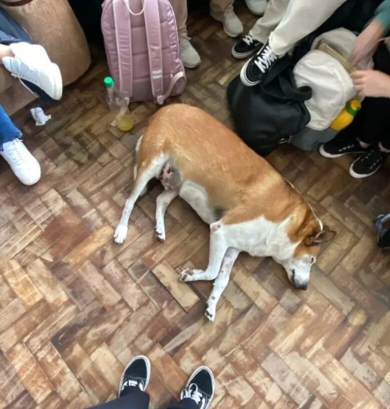 Chú chó bất ngờ trở thành &#34;ngôi sao&#34; ở Brazil, là Phó hiệu trưởng danh dự, sở hữu tài khoản Instagram hơn 21k người theo dõi - 3