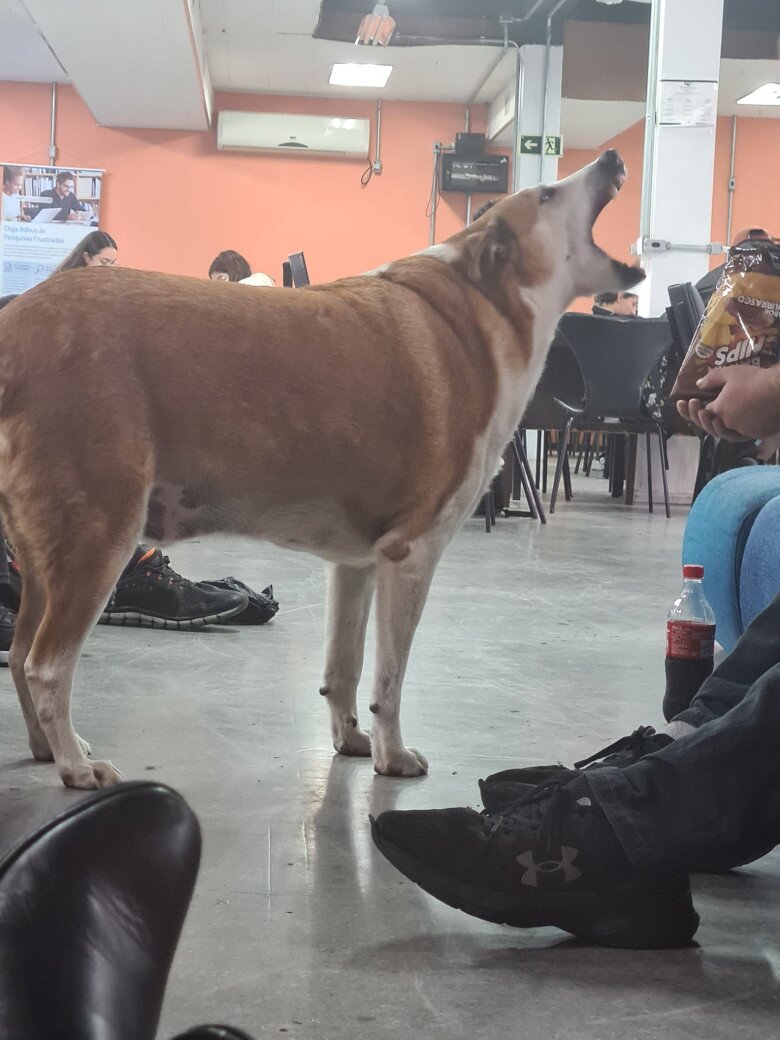 Chú chó bất ngờ trở thành &#34;ngôi sao&#34; ở Brazil, là Phó hiệu trưởng danh dự, sở hữu tài khoản Instagram hơn 21k người theo dõi - 6