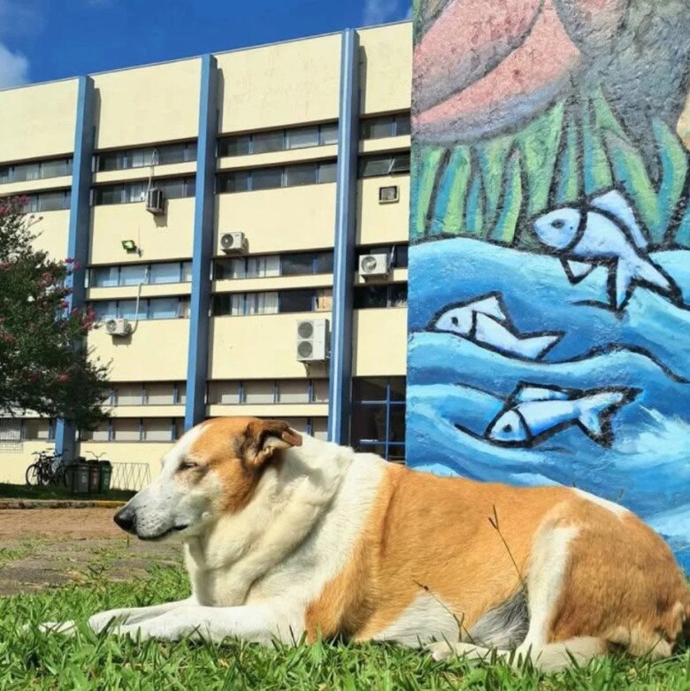 Chú chó bất ngờ trở thành &#34;ngôi sao&#34; ở Brazil, là Phó hiệu trưởng danh dự, sở hữu tài khoản Instagram hơn 21k người theo dõi - 2