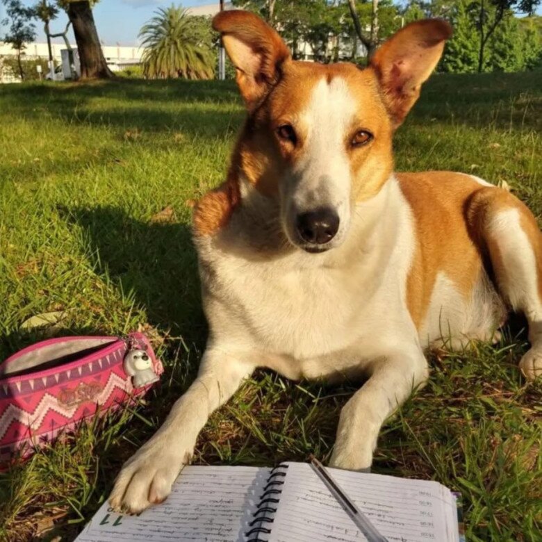 Chú chó bất ngờ trở thành &#34;ngôi sao&#34; ở Brazil, là Phó hiệu trưởng danh dự, sở hữu tài khoản Instagram hơn 21k người theo dõi - 1