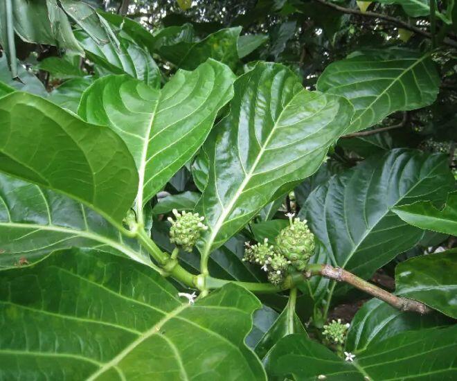 Thứ lá xưa rụng đầy vườn tưởng vứt đi vì có vị đắng nghét, không ngờ nấu lên thành món bổ dưỡng ai cũng mê - 1