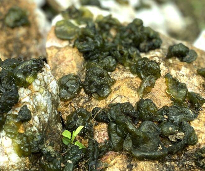 Đặc sản chỉ có ở Ninh Bình: Xưa là thứ chỉ người nghèo mới ăn nay là món ngon dân thành phố lùng mua bằng được - 1